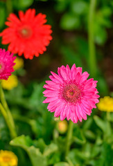 Beautiful pink gerbera blooming in the garden