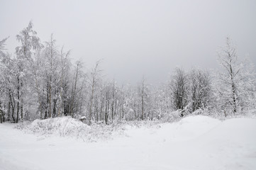 Заросли молодняка за городом усыпанные густым снегом