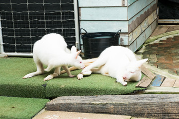 Two white Wallaby in the zoo © jeerapong