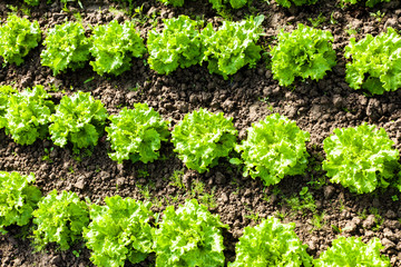 culture of organic salad in greenhouses