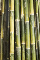 Fototapeta premium bamboo