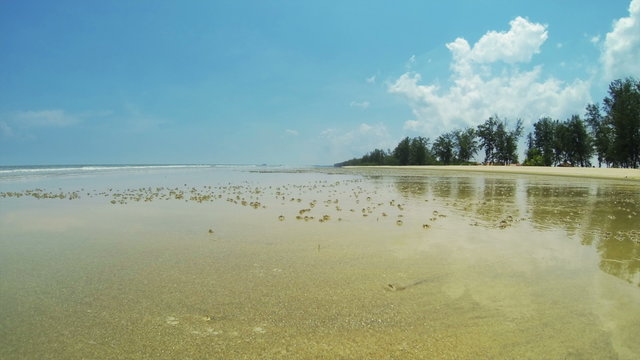 Time lapse of beach with small crabs.4K resolution