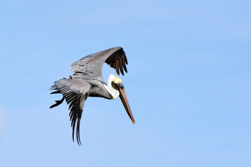 Obraz premium Pelican in flight.