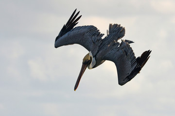 Pelican in flight.
