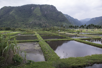 Obraz na płótnie Canvas Arrozales verdes en un valle entre montañas. Sumatra, Indonesia