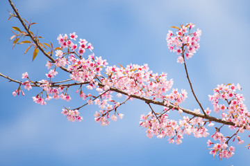 sakura, thai cherry blossom in garden