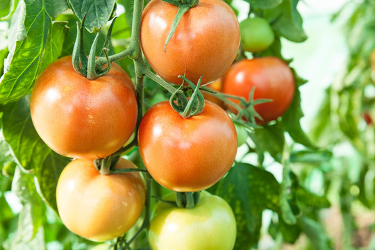culture de tomates bio dans une serre