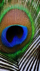 Obraz premium Close up of colorful peacock feather