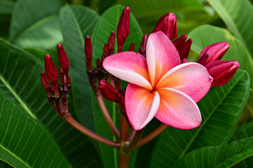 Plumeria Frangipani flowers background color pink green nature beauty garden