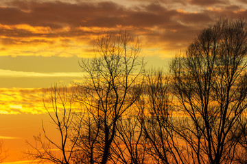 Fototapeta na wymiar Sunset with silhouette trees