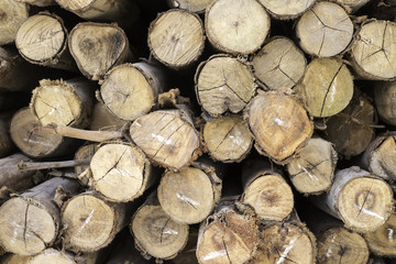 Fototapeta premium timber