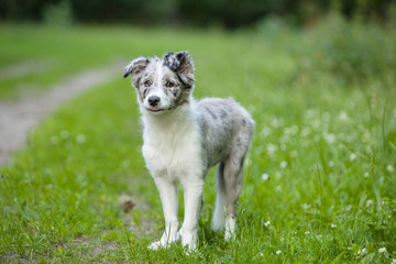 A happy looking  juvenile gray border collie dog with flappy ears in a natural environment.