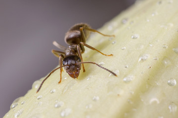 A black garden ant is drinking from water droplets