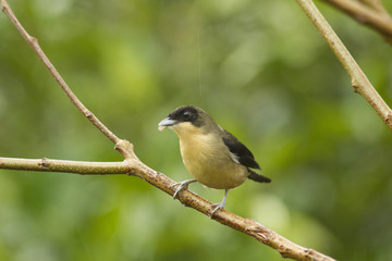 Fototapeta premium aves pajaros