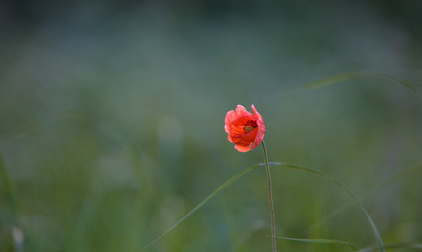 Red flower on a green background