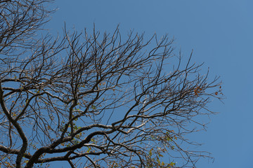 Dry tree and clear sky