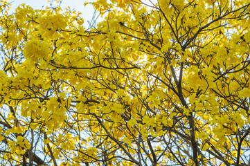 Tree Yellow on summer,thailand,asia.
