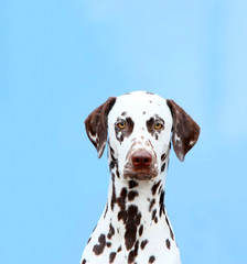 Portrait of Dalmatian close-up on a blue background