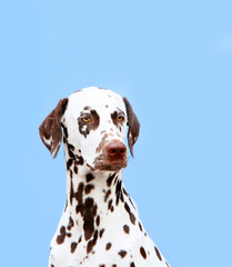 Dalmatian close-up portrait on a blue background