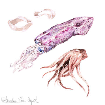 Watercolor Food Clipart - Calamari