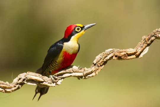 aves pajaros