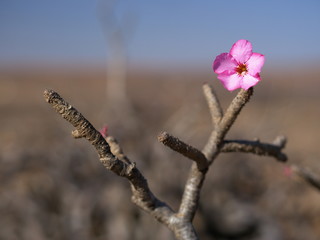 Desert Rose, Dhofar mountains