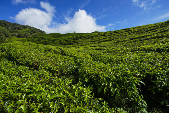 Fresh green tea plantation view near the mountain with beautiful blue sky at background.