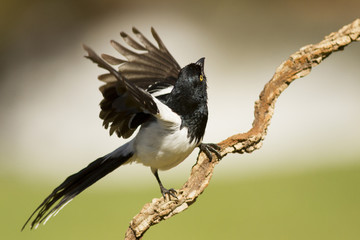 aves pajaros
