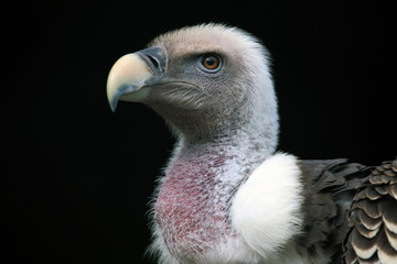 Rüppell's vulture