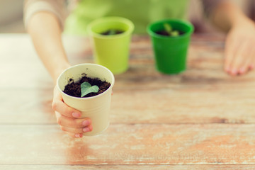 close up of woman hand holding pot with sprout