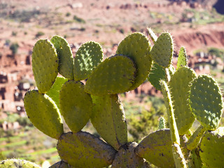 Kakteen, Opuntien (Opuntia ficus indica) im Ourika-Tal,  Atlas -Gebirge , Anammer, Marrakech-Tensift-Al Haouz, , Marokko, Afrika