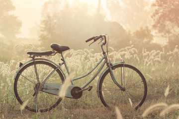 Fototapeta na wymiar bike on a grass flower in the morning
