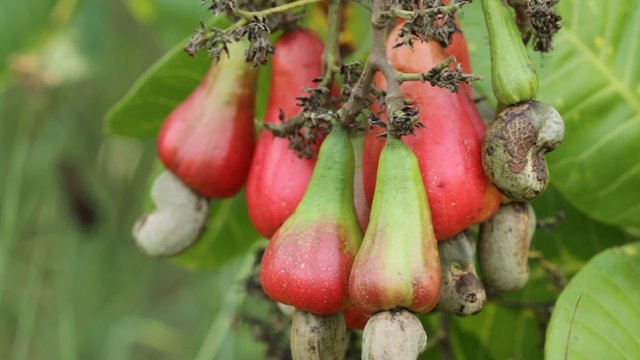 Ripe cashew  with nut on tree  ,Video HD