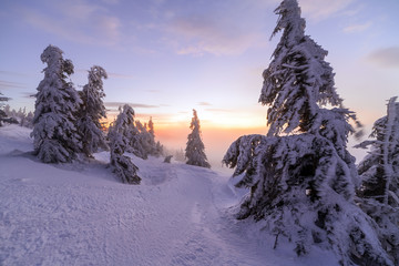 Winter landscape. Sunrise in the mountains. Beautiful World. Christmas scene. Carpathians, Ukraine, Europe
