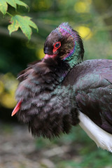 Black stork