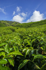 Fototapeta na wymiar Fresh green tea plantation view near the mountain with beautiful blue sky at background.