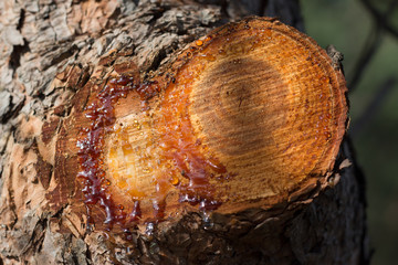 resin drops © yadali