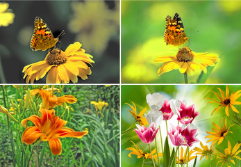 butterfly and flowers close-up