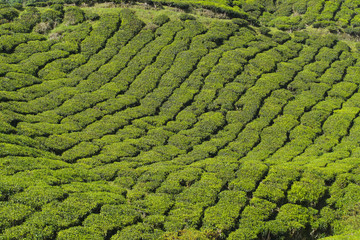Fresh green tea plantation view near the mountain with beautiful blue sky at background.