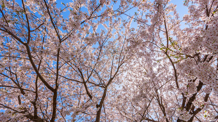 Sakura blossom, Japan