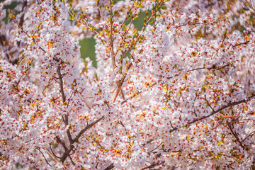 Sakura blossom, Japan