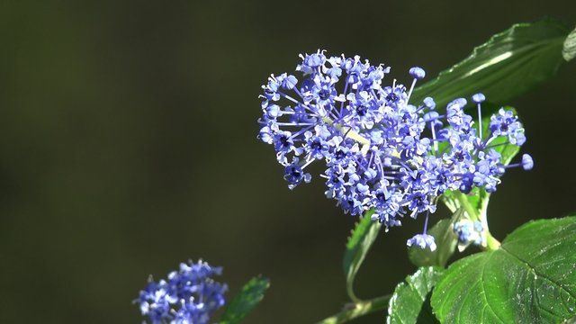blue flower in the garden 