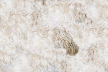 Dog's pelt