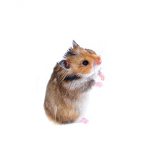 Brown Syrian hamster stands on his hind paws isolated