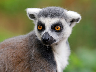 Ring-tailed lemur