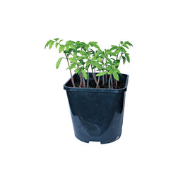 Young plant tomato seedlings in flowerpot isolated