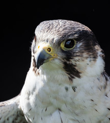 perigrine falcon