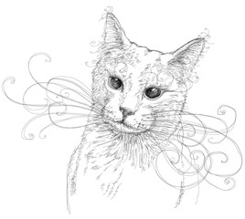 Portrait of attractive cat