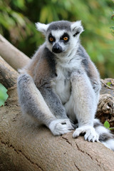 Ring-tailed lemur