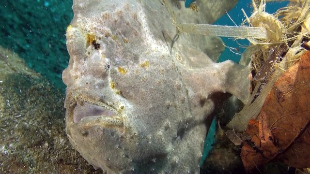Giant frogfish hard breathing - Antennarius commerson, close up